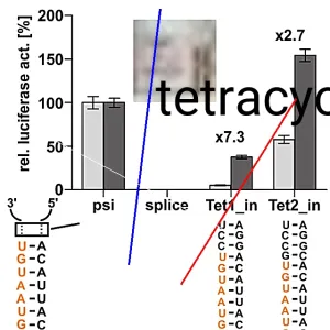 Tetracycline